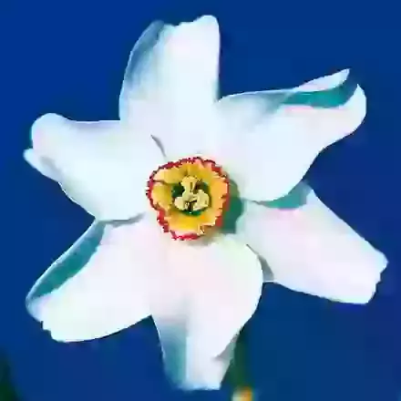Old Pheasants Eye